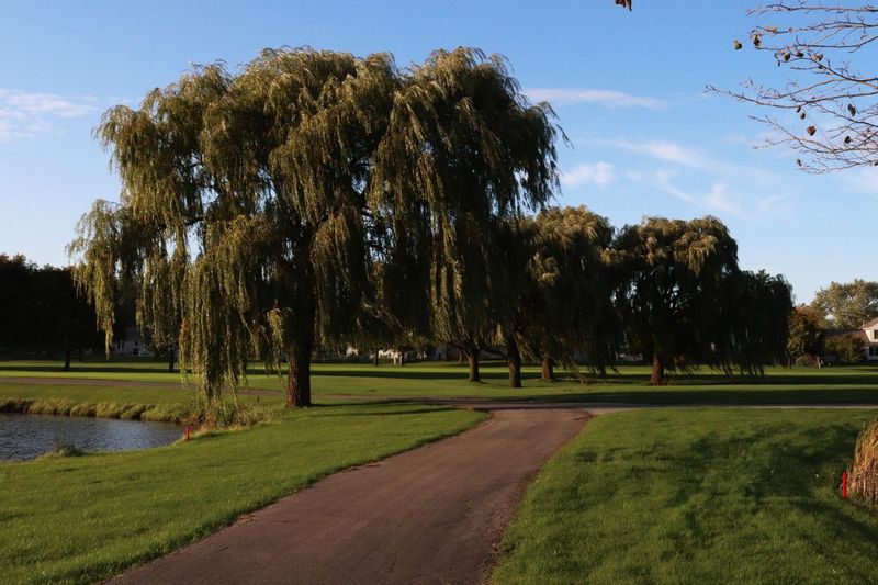 view of path on golf course green